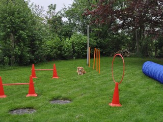 Agility Elemente für gemeinsamen Spaß mit dem Hund