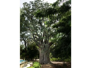 Villa Saly Environment 37