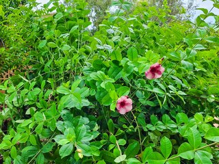 Villa Saly Umgebung 43