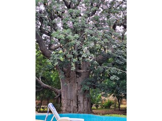 Villa Saly Environment 44