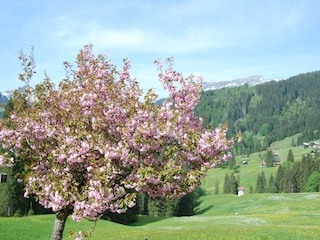 Blick auf den Ifen