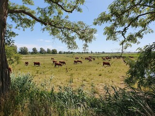 Apartment Sellin Umgebung 34