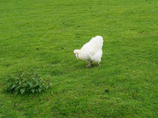 Vakantiehuisje Simpelveld  39