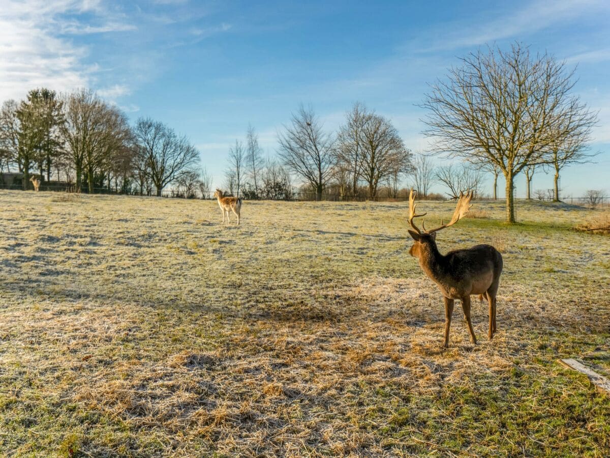 Ferienhaus Simpelveld Außenaufnahme 7