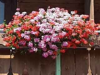 Allgäuer Balkonblumenschmuck