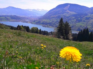 froßer Alpsee