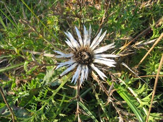 Rhöner Silberdistel