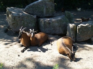 Ferienpark Lochem  38