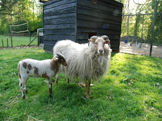 Parc de vacances Ruinen  15