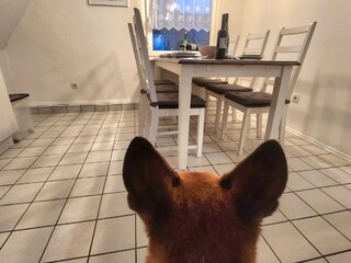 Appartement de vacances Aurich Équipement 22