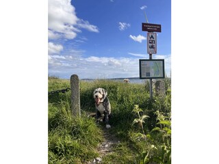 er darf mit, auch zu Strand ist er willkommen