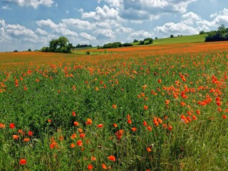 Vakantiehuis Pertuis (Vaucluse) Omgeving 28