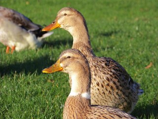 Bungalow Twietfort Registrazione all'aperto 2