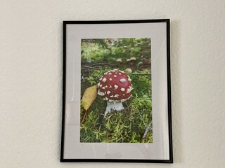 Fliegenpilz