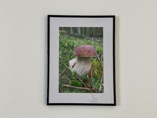 Bild Steinpilz