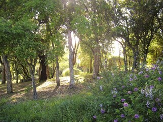 Parc de vacances Sainte Lucie de Porto-Vecchio Enregistrement extérieur 13