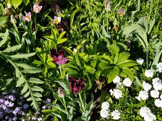 Garten im Frühling