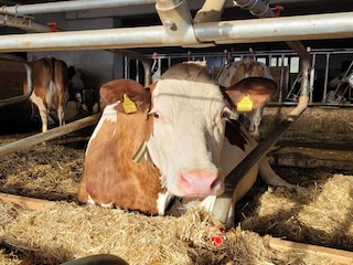 Apartment Mühlbach im Pinzgau  36