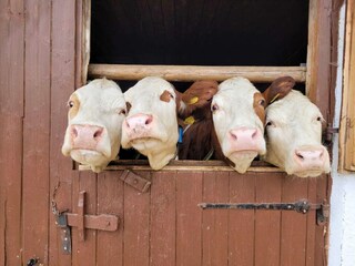 Apartamento Mühlbach im Pinzgau  40