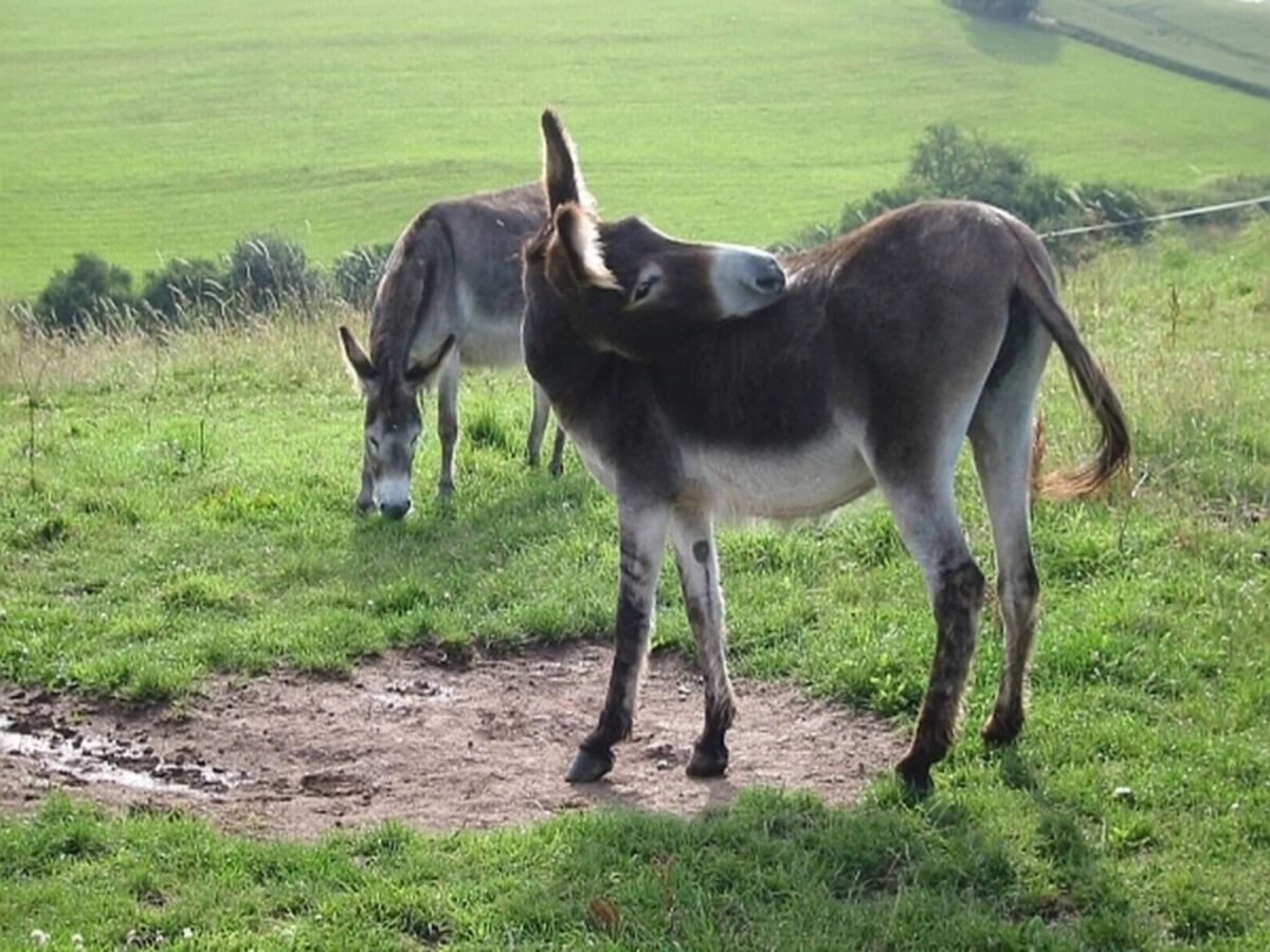 Ferienpark Schönecken Außenaufnahme 4