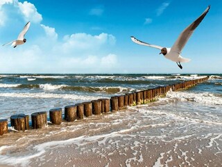 Vakantiepark Wicie Omgeving 11