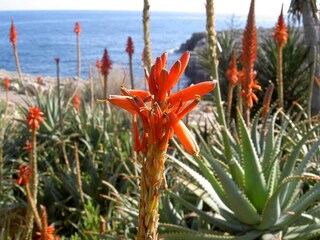 Holiday house Cala D'Or  34