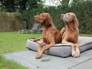 Casa per le vacanze Heeze-Leende Registrazione all'aperto 4