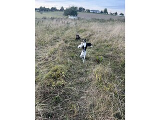 Hunde