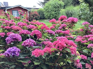 Blumengruß im Garten
