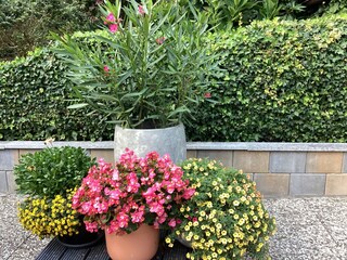 Blumengruß im Garten