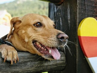 Hunde sind bei uns auch herzlich Willkommen