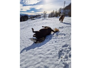 Holiday apartment Schwarzwald Outdoor Recording 3
