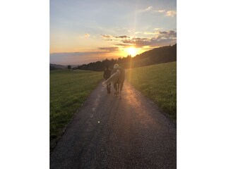 Holiday apartment Schwarzwald Outdoor Recording 5