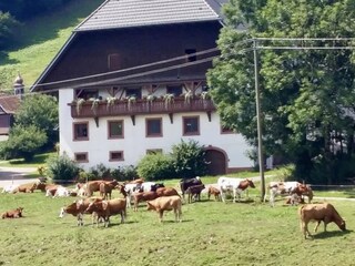 Holiday apartment Schwarzwald Outdoor Recording 2