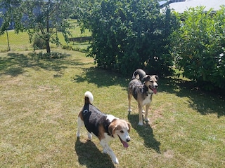 Urlaub für den Hund