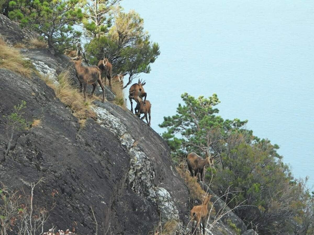 Umgebung mit Wildtiere