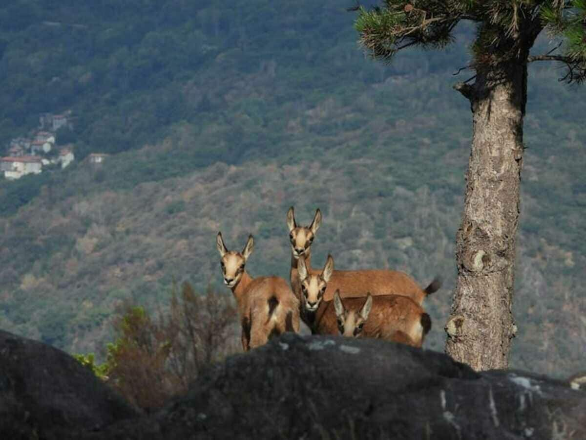 Umgebung mit Wildtiere