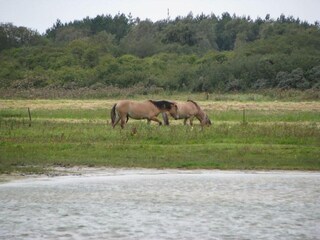 Parc de vacances Noyelles-sur-Mer Environnement 22