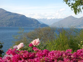 View with flowers