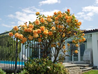 Rose tree by the swimming pool