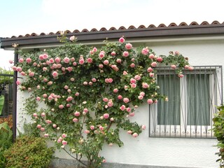 Entrance area with roses