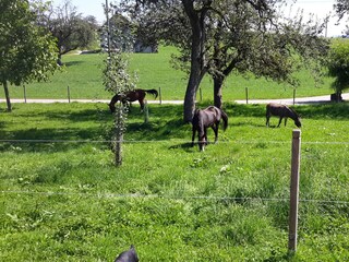 Ferienwohnung Neukirch Ausstattung 2