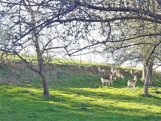 Ferienwohnung Neukirch Ausstattung 3