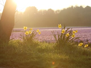 Casa per le vacanze Noordwijk Ambiente 19