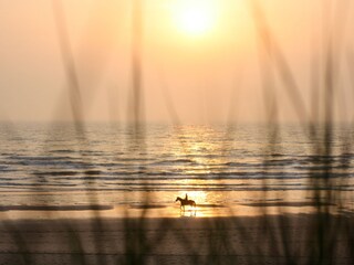 Mit dem Pferd am Strand