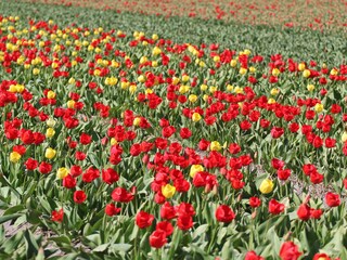 Casa per le vacanze Noordwijk Ambiente 17