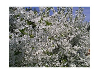 Apfelblüte in Kressbronn