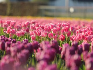 Casa per le vacanze Noordwijk Ambiente 20