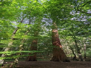 Casa per le vacanze Weberin Ambiente 37