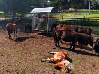 Vakantiehuis Weberin Buitenaudio-opname 2